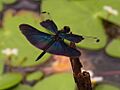 Rhyothemis fuliginosa (male), -Japan, -15 Aug. 2012 a