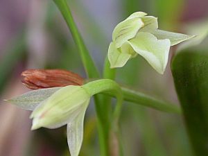 Scaphyglottis prolifera.jpg