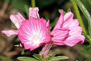 Sidalcea malviflora ssp. laciniata flower