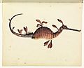 Sketchbook of fishes - 11. Leafy sea dragon - William Buelow Gould, c1832