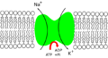 Sodium-potassium pump