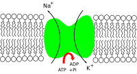 Sodium-potassium pump