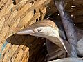 Spadenose Shark imported from iNaturalist photo 349834758 on 7 April 2024