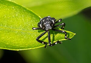 Spotted lanternfly nymph (30321).jpg