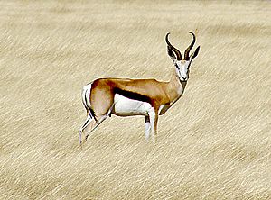 Springbok etosha.jpg