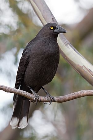 A black crow-like bird with a heavy bill and yellow eyes sits on a white post.
