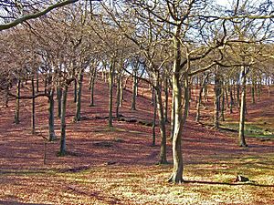 Tandal Hill Country Park