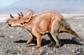 Tatankaceratops NT