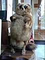 Taxidermy of Raccoon Dog-Morinji, Tatebayashi, Gunma