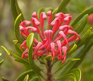 Telopea truncata