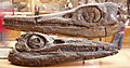 Temnodontosaurus burgundiae