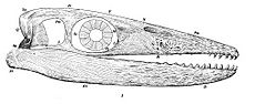 Thalattosaurus alexandrae Merriam cropped