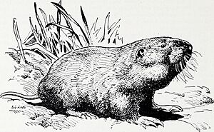 The Dalles pocket gopher and its influence on forage production of Oregon mountain meadows (1951) (20804453196)