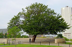 The Survivor Tree at the Oklahoma City National Memorial