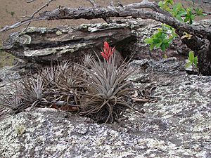 Tillandsia didisticha.jpg