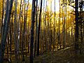 Trailhead, Trail 77, Gooseberry Trail, Cibola, National Forest - panoramio (1)