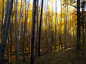 Trailhead, Trail 77, Gooseberry Trail, Cibola, National Forest - panoramio (1).jpg