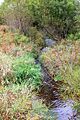 Trexler Run looking upstream
