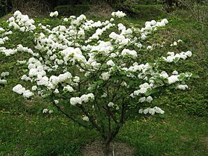 Viburnum plicatum var plicatum1