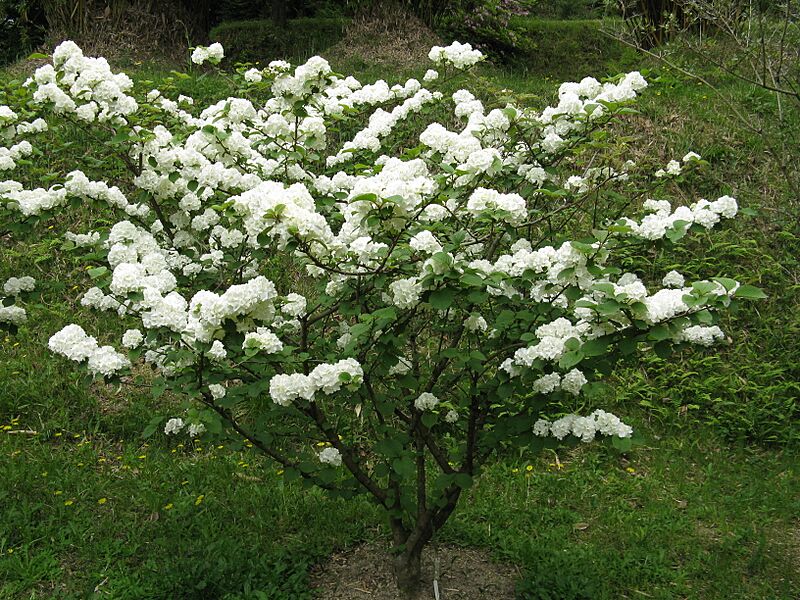 Viburnum plicatum var plicatum1