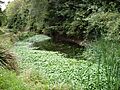 Wildlife pond - Magnolia Park, Hawkwell - geograph.org.uk - 229906