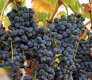 Wine grapes07