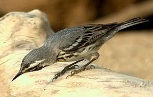 Yellow throated Warbler joby