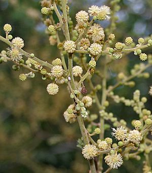 Acacia leucophloea flowering in Vanasthalipuram, Hyderabad, AP W IMG 9224.jpg