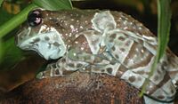 Amazon milk frog - Trachycephalus resinifictrix