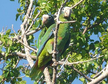 Amazona ventralis -Parque Nacional Jaragua, Republica Dominicana-8.jpg