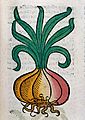 An onion, woodcut, 1547 Wellcome L0029214