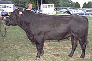 Angus cattle 18.jpg