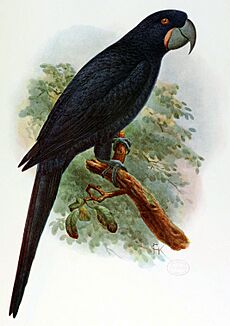 Anodorhynchus purpurascens Keulemans