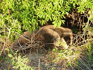 Anteater foraging
