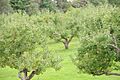 AppleOrchard