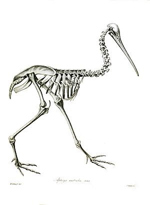 Apteryx australis TZSL