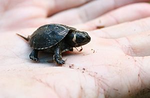 Baby bog turtle in palm (cropped)