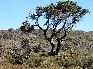 Banksia ilicifolia bonsai1 orig