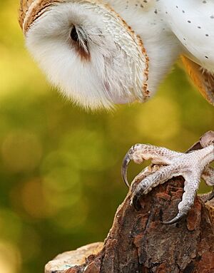 BarnOwlTalon