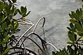 Barracuda among mangrove roots