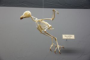 Barred Owl Skeleton