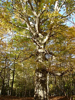 Beech with Branches.jpg