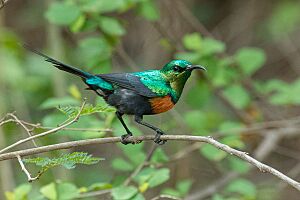 Black-bellied Sunbird - Tsavo NP - Kenya 2018.jpg