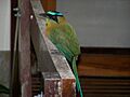 Blue-crowned Motmot 1