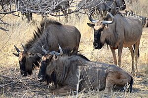Blue wildebeest at Etosha National Park