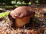Boletus pinophilus3