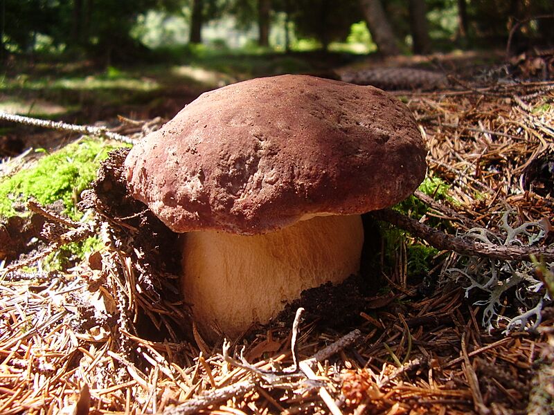 Boletus pinophilus3
