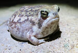 Breviceps-adspersus-adspersus.jpg