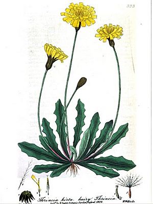 British Phaenogamous Botany06