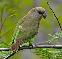 Brown-headed Parrot (Poicephalus cryptoxanthus) (11688946544), crop
